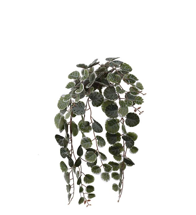 4692-95 - Peperomia 45 cm