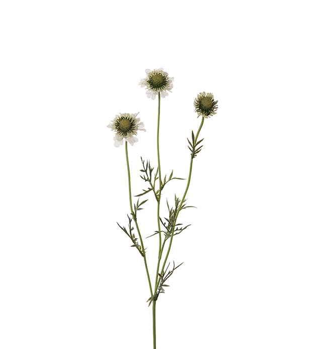 4694-10 - Scabiosa 64 cm