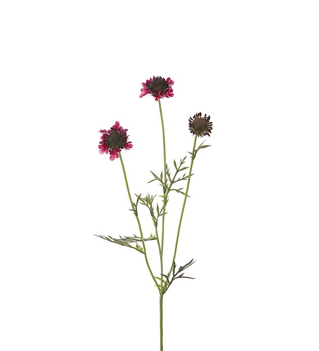 4694-85 - Scabiosa 64 cm