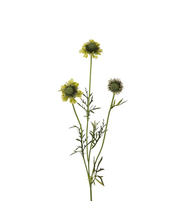 4694-90 - Scabiosa 64 cm