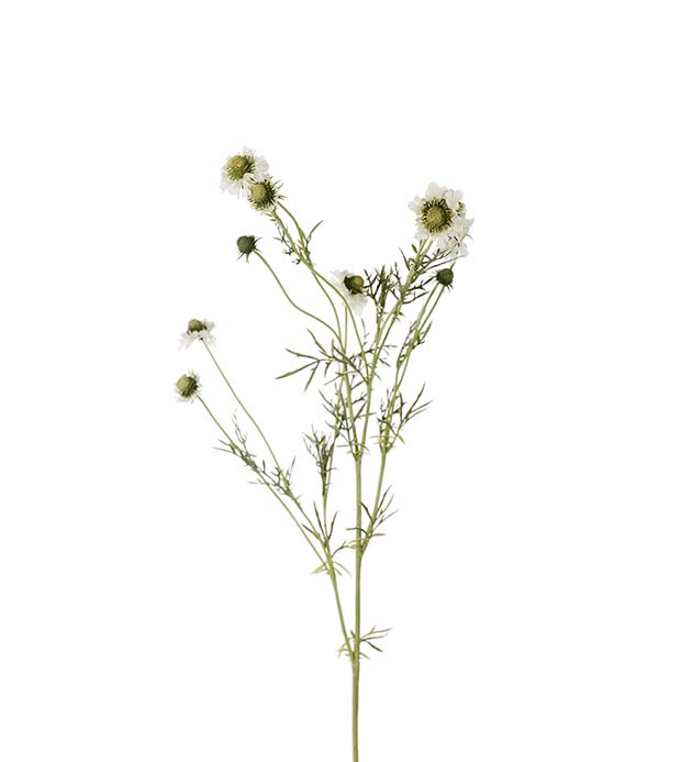 4695-10 - Scabiosa 120 cm