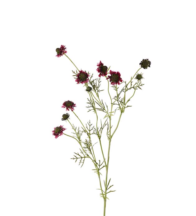 4695-85 - Scabiosa 120 cm