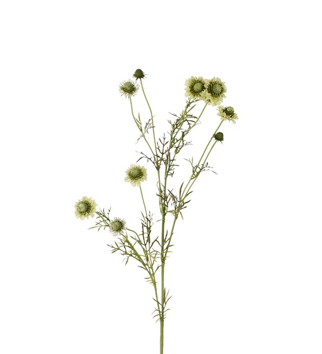 4695-90 - Scabiosa 120 cm