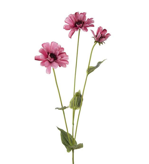 4701-25 - Zinnia 65 cm