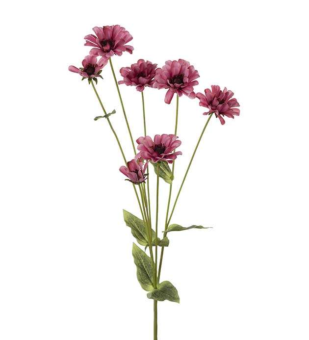 4702-25 - Zinnia 90 cm