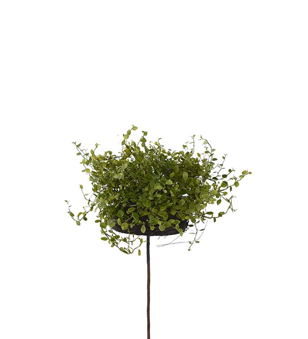 4706-02 - Muehlenbeckia 28 cm