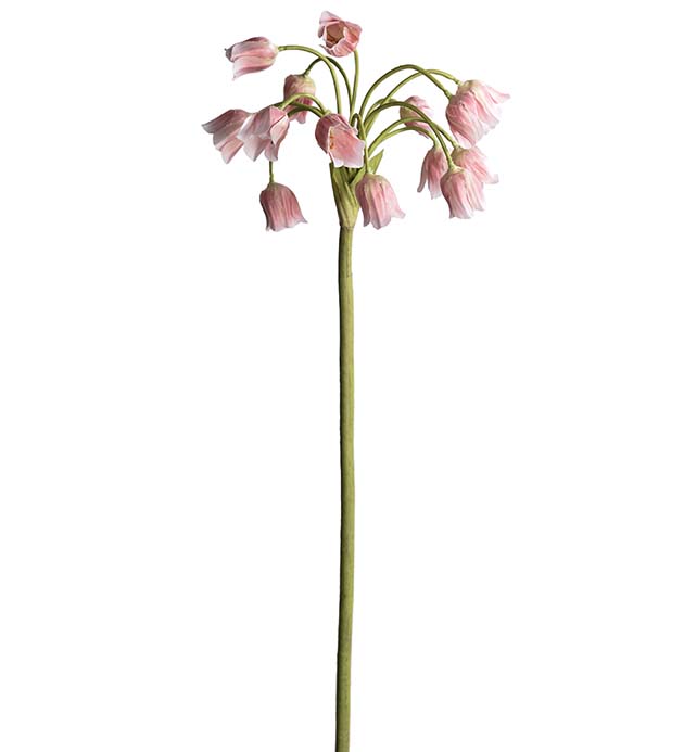 4707-20 - Allium 65 cm