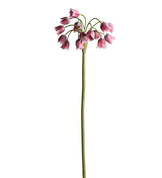 4707-25 - Allium 65 cm