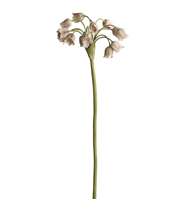 4707-96 - Allium 65 cm