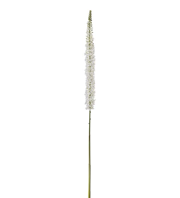 4708-10 - Eremurus 190 cm