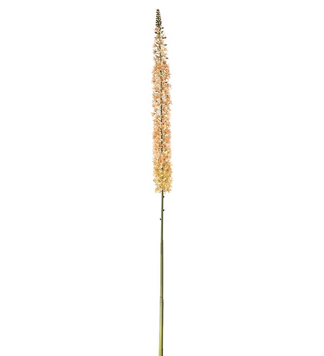 4708-30 - Eremurus 190 cm