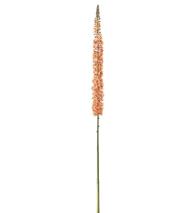 4708-35 - Eremurus 190 cm