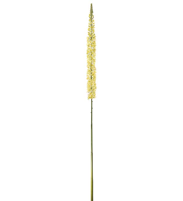 4708-50 - Eremurus 190 cm