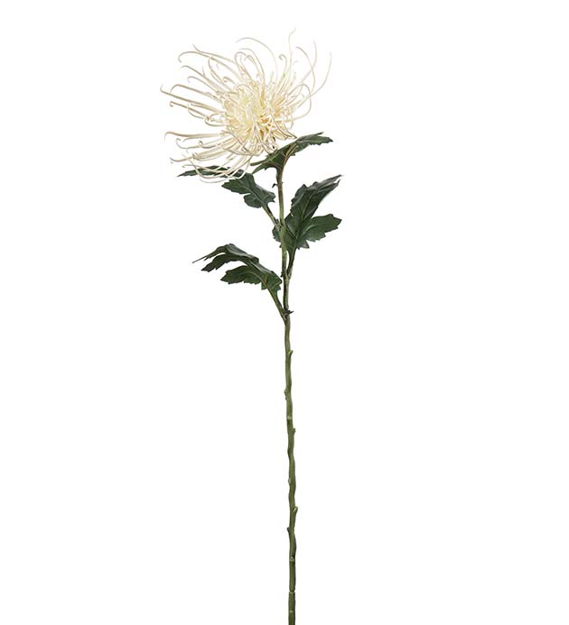 4741-11, Spindelchrysanthemum