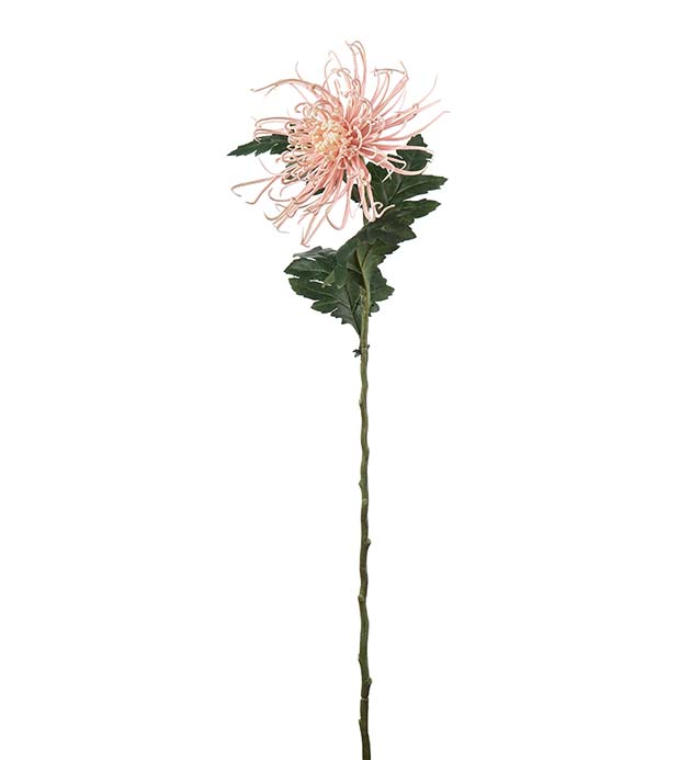 4741-20 - Spindelchrysanthemum 70 cm