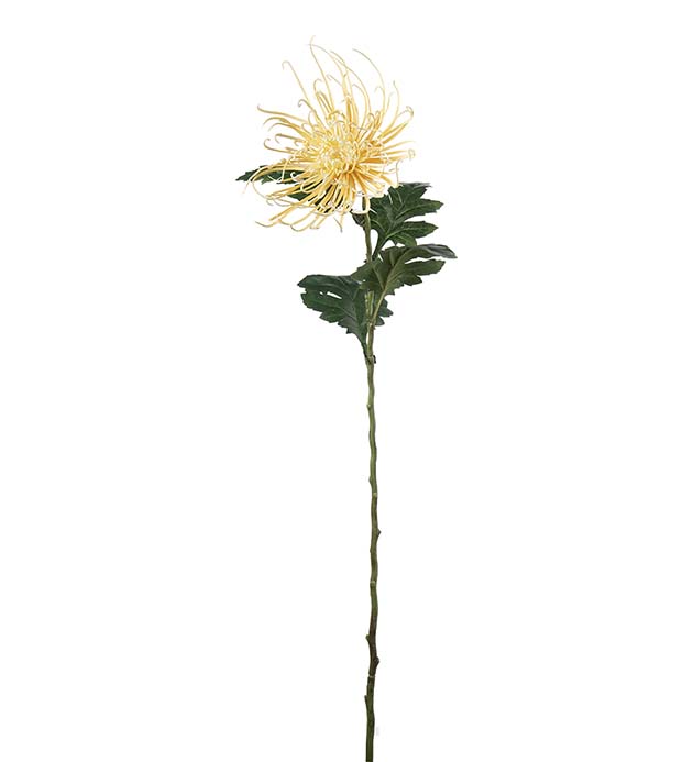 4741-50, Spindelchrysanthemum 70 cm