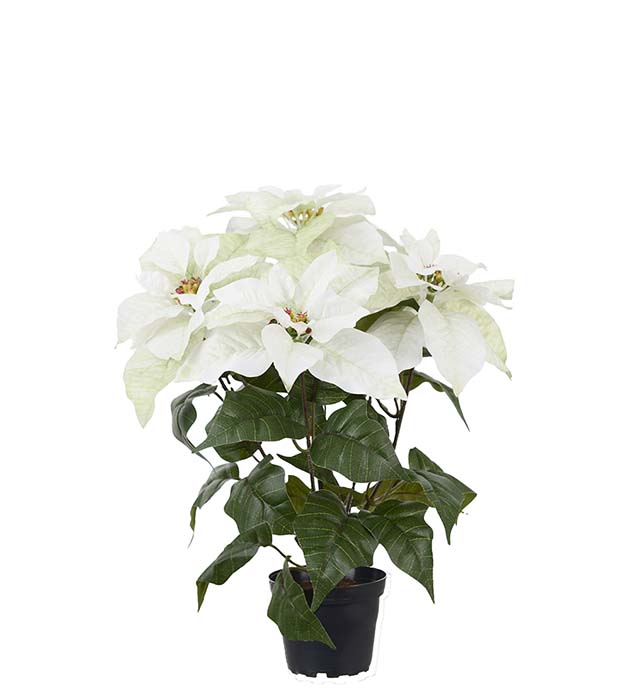 4756-10-1, Julstjärna