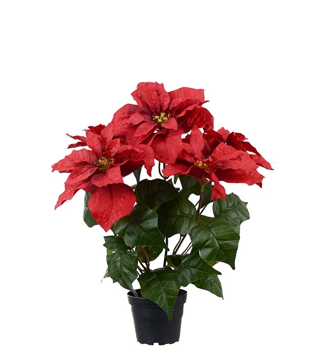 4756-80-1, Julstjärna