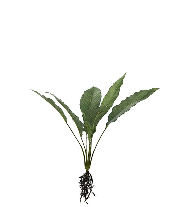 4762-90 - Calathea med rötter 55 cm