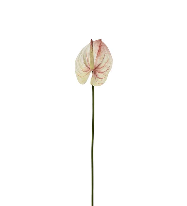 4764-21 - Anthurium 65 cm