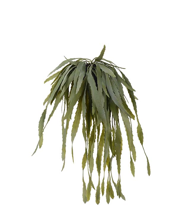 4766-90-1 - Rhipsalis 35 cm