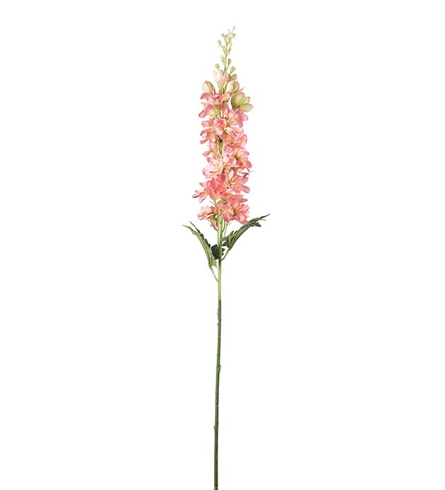 4787-25, Delphinium 75 cm