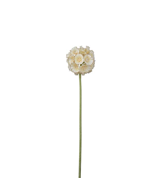 4792-11, Scabiosa