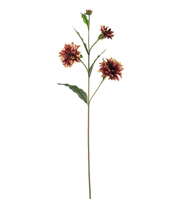 4797-39 - Rudbeckia