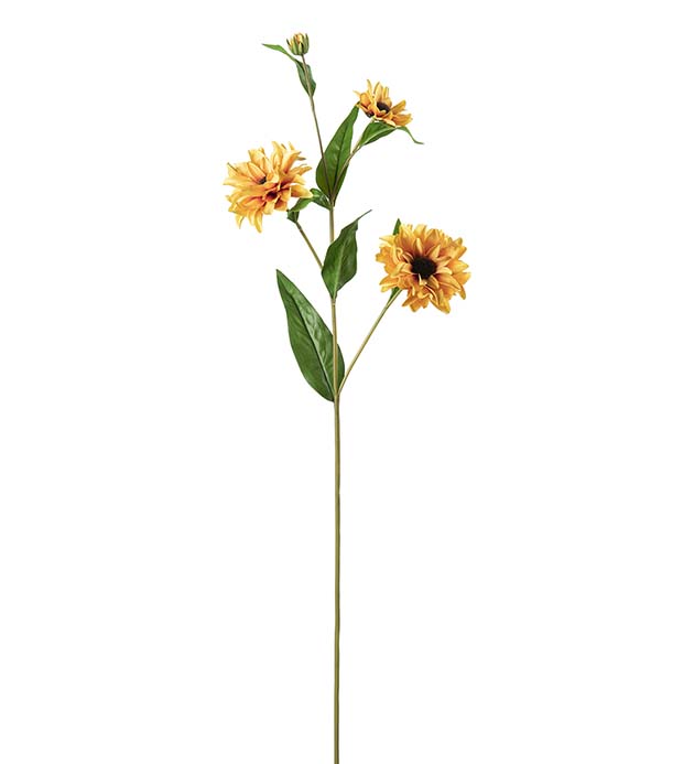 4797-50, Rudbeckia