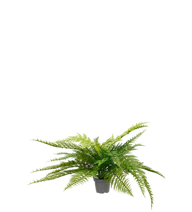 4800-90-1 - Ormbunke