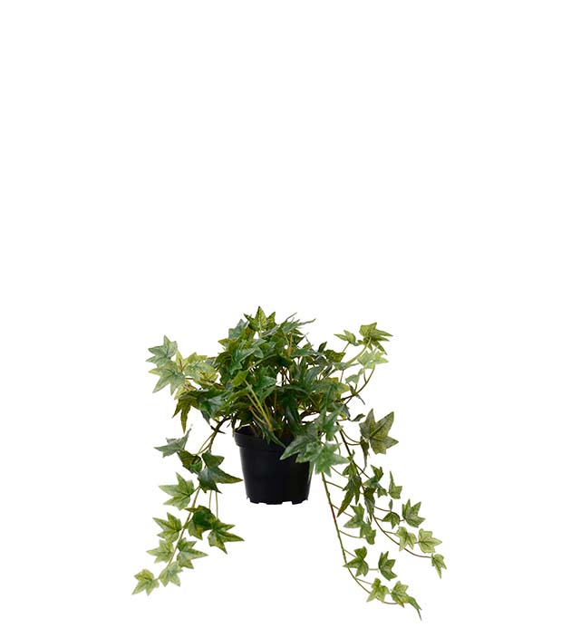 4833-90-1, Murgröna