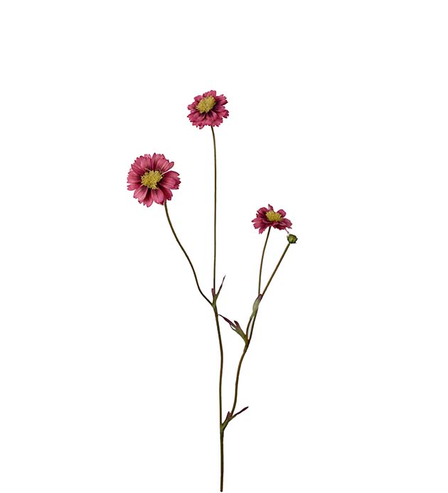 4838-25, Coreopsis
