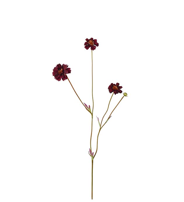 4838-85 - Coreopsis