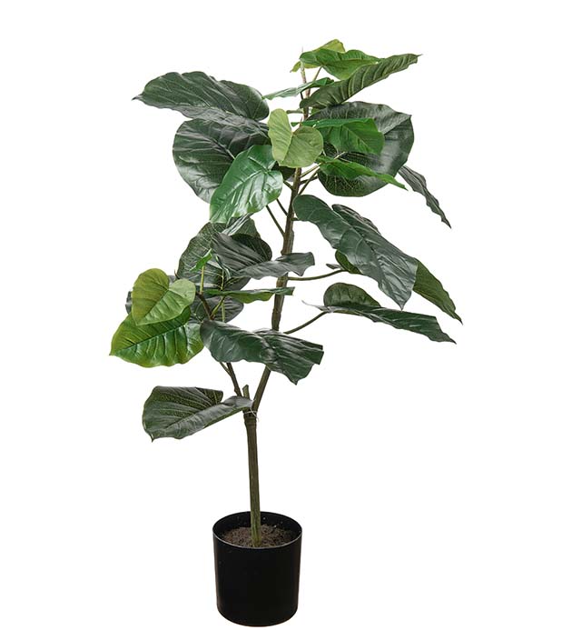 4841-075, Fikus Umbrella