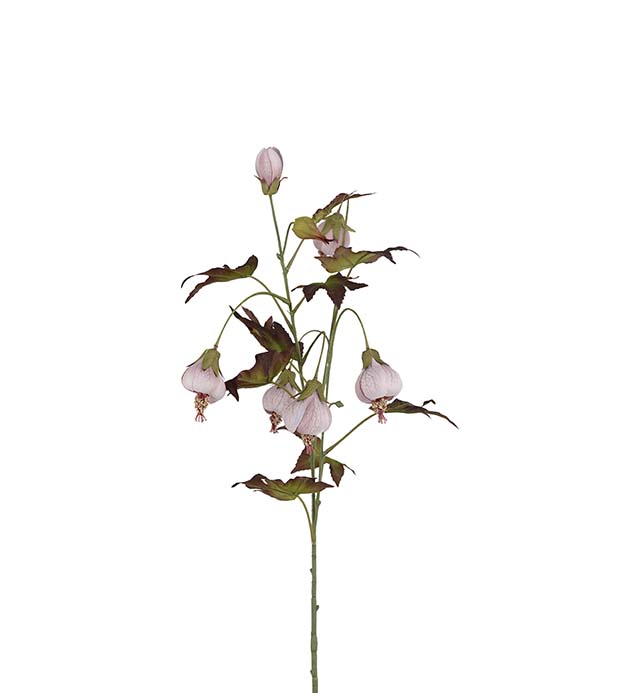 4842-20, Blomsterlönn