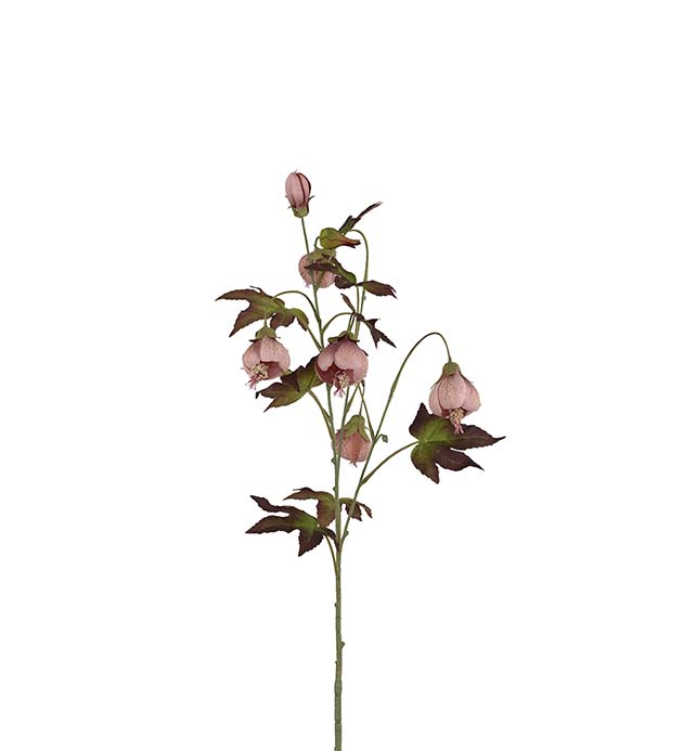 4842-25 - Blomsterlönn