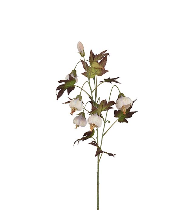 4842-41, Blomsterlönn