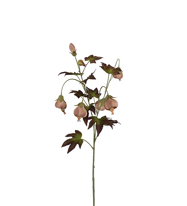 4842-70 - Blomsterlönn