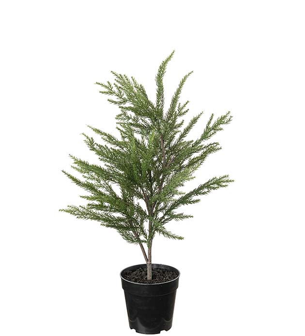 4872-90-1, Gran i kruka