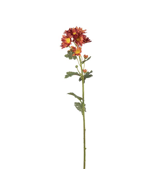 4882-81, Chrysanthemum