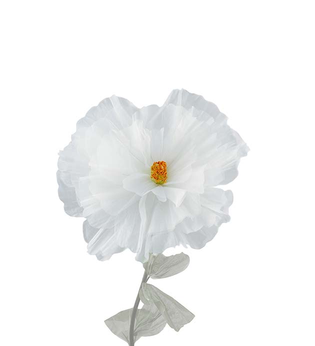 4897-10, Blomma Daisy