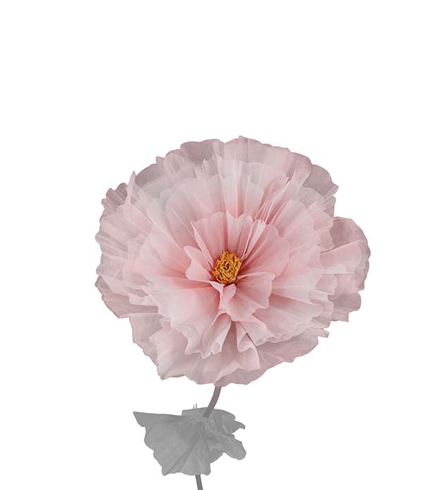 4897-20, Blomma Daisy