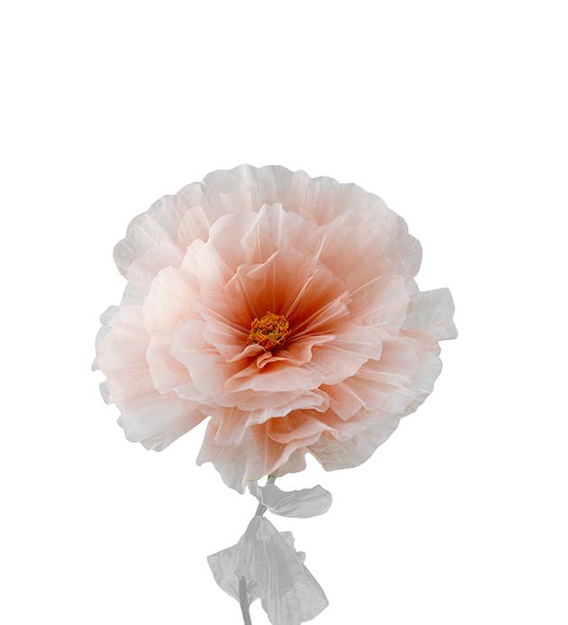 4897-32 - Blomma Daisy