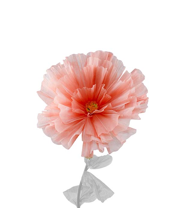 4897-35, Blomma Daisy