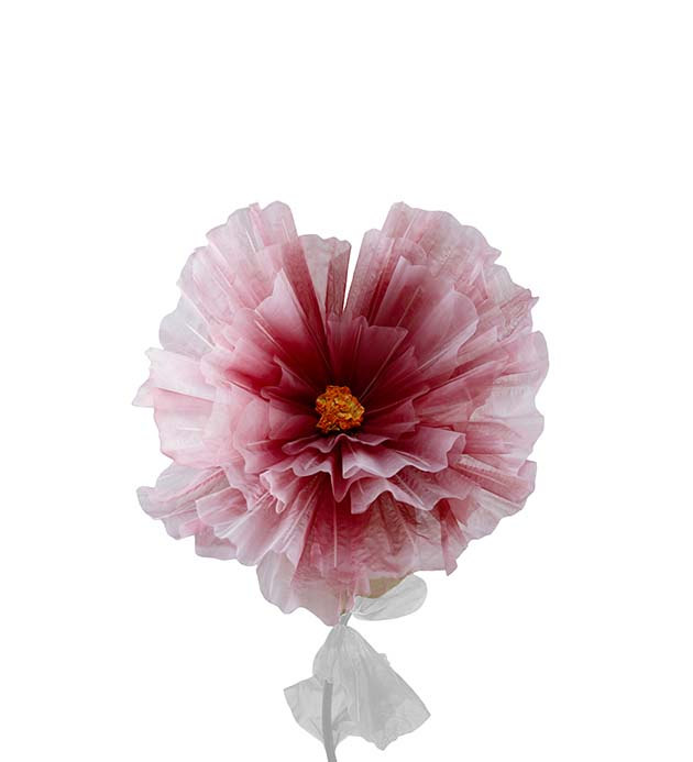 4897-45, Blomma Daisy