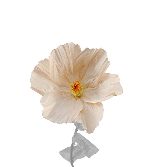 4917-51, Blomma Lykke