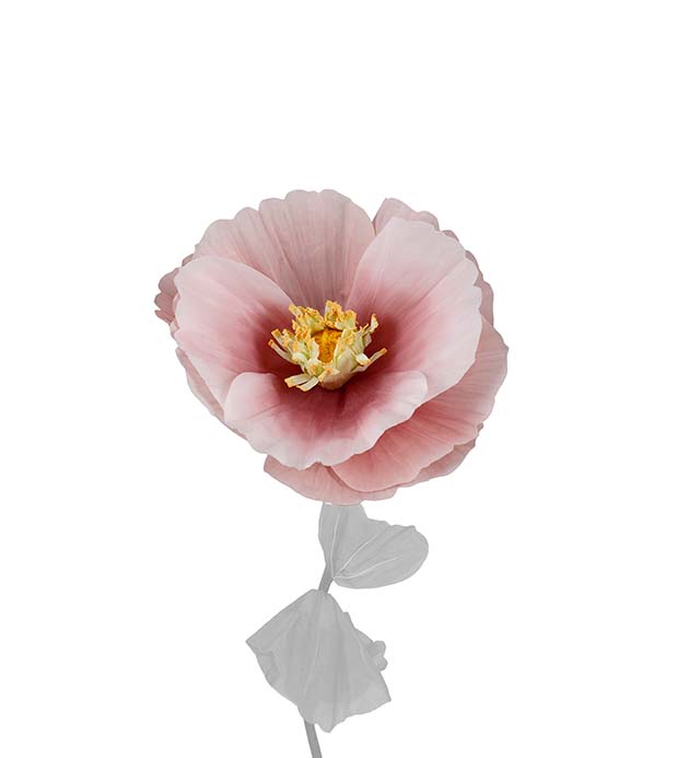 4920-20, Blomma Signe