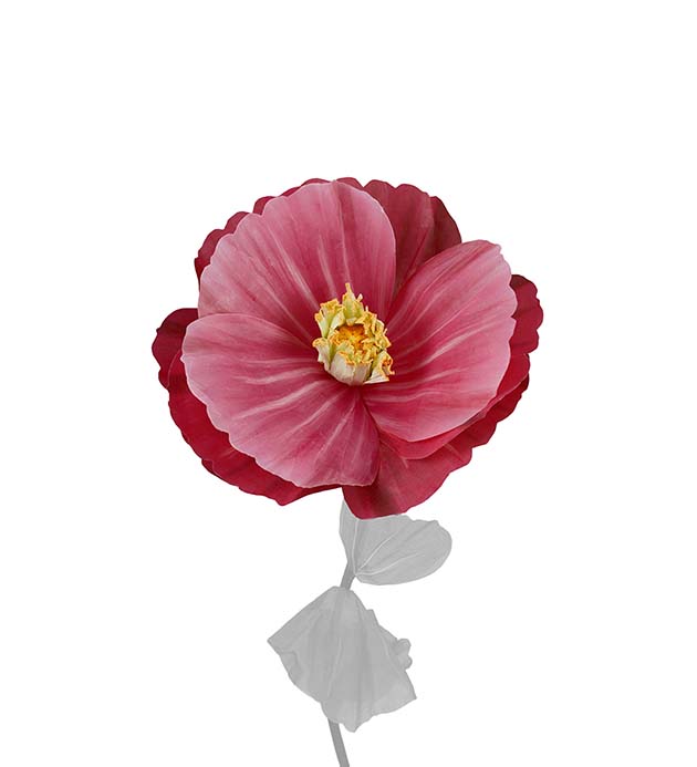 4920-25, Blomma Signe