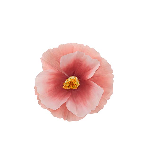 4921-20, Blomma Signe vägg