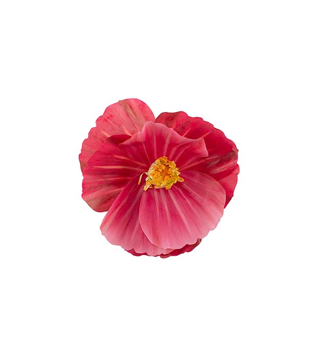 4921-25, Blomma Signe vägg